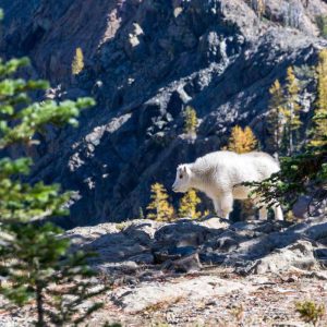 Designer Backpacks – Fashion Forward