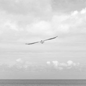 Designer Shoulder Bags – Fashion Forward