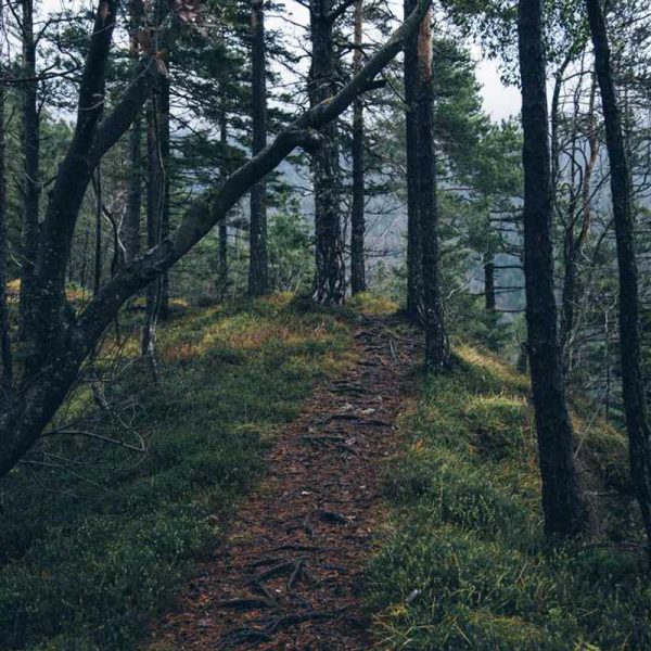 Bumper iPhone 15 Pro Case – Edge Protection