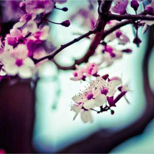 Premium Car Mounts / Holders Pro – Enhanced