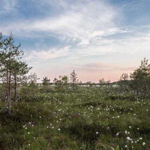 Hard Shell Samsung S24 Ultra Case – Maximum Protection