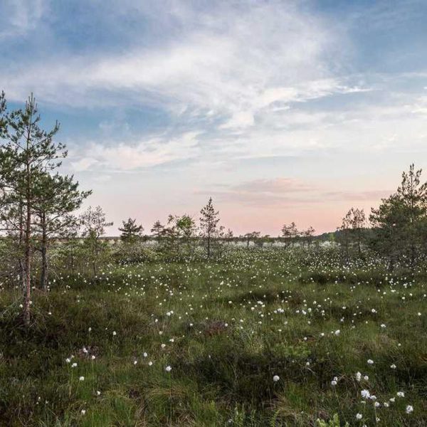 Hard Shell Samsung S24 Ultra Case – Maximum Protection